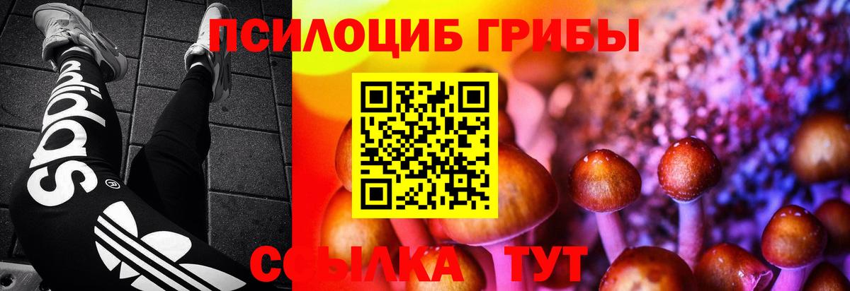 Галлюциногенные грибы Psilocybe Прохладный